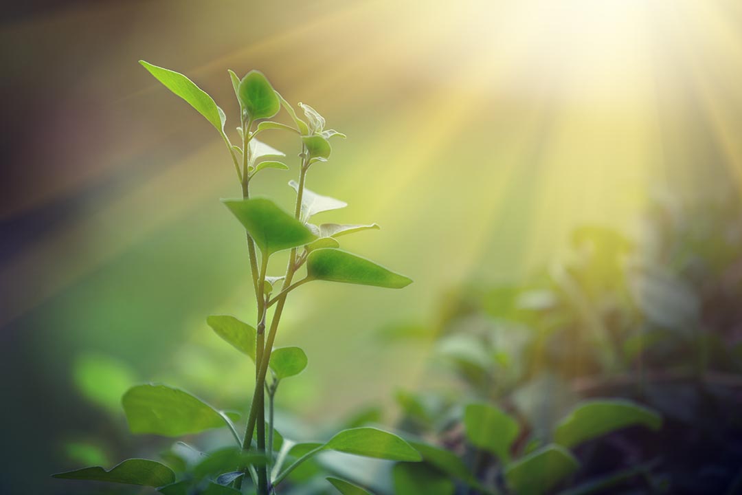 Naturaleza el truco de las plantas para sobrevivir 1