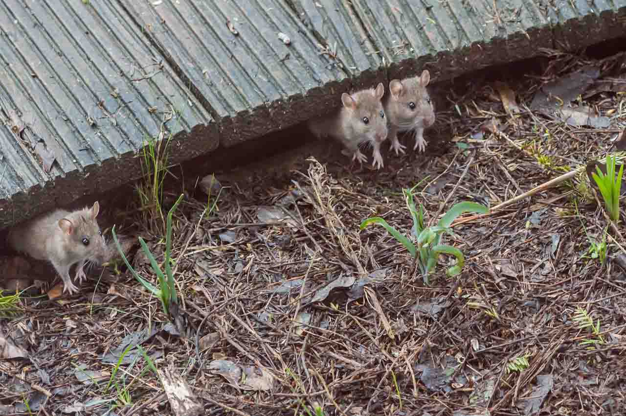 Naturaleza plaga de ratones 1