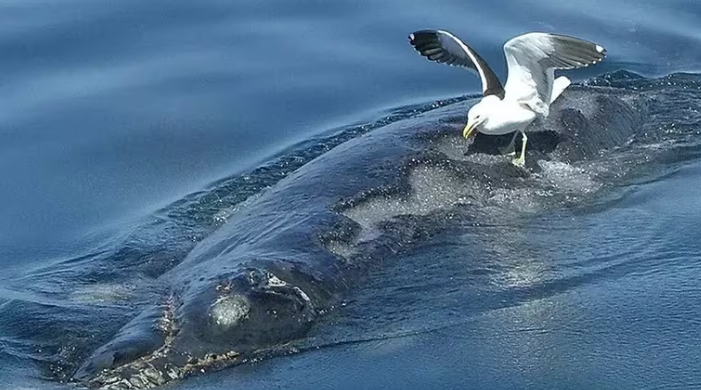 Naturaleza la batalla entre gaviotas y ballenas en la patagonia 1