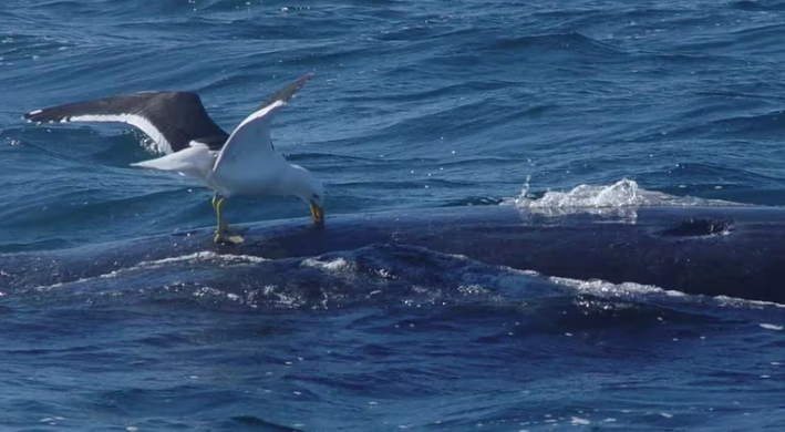 Naturaleza la batalla entre gaviotas y ballenas en la patagonia 2