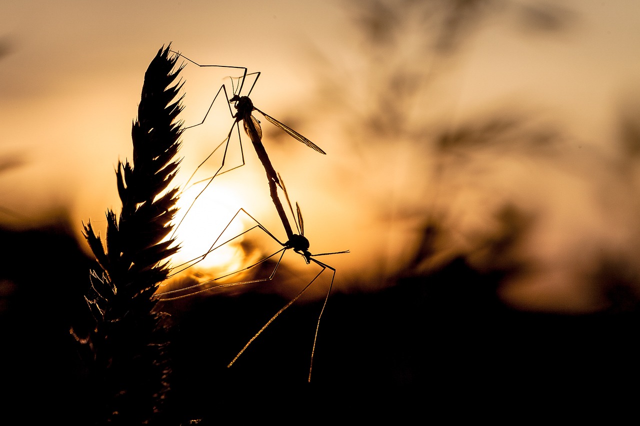 Ciencia la contaminacion luminica afecta los ecosistemas nocturnos 3