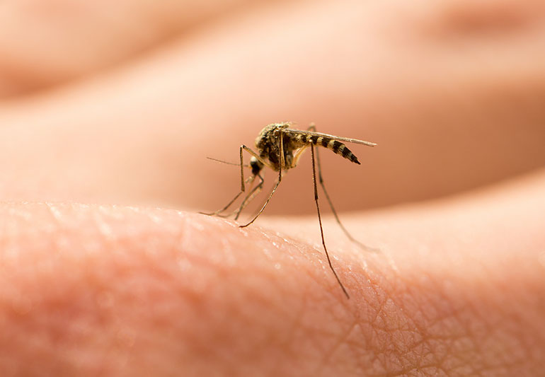 Investigacion la estrategia de ensordecer a los mosquitos 3