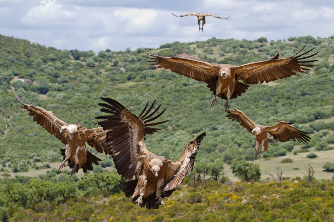 Naturaleza la extincion de las aves rapaces de africa 1