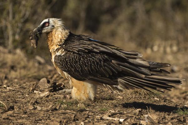 Naturaleza la extincion de las aves rapaces de africa 3