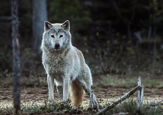 Naturaleza la extincion del lobo de noruega 1