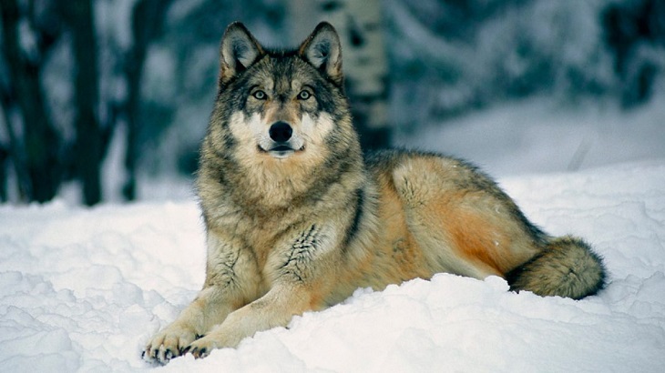 Naturaleza la extincion del lobo de noruega 2