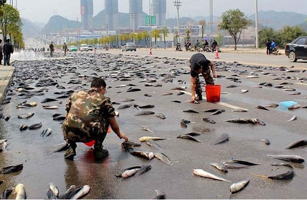 Curiosidades la lluvia de peces que azoto iran 1