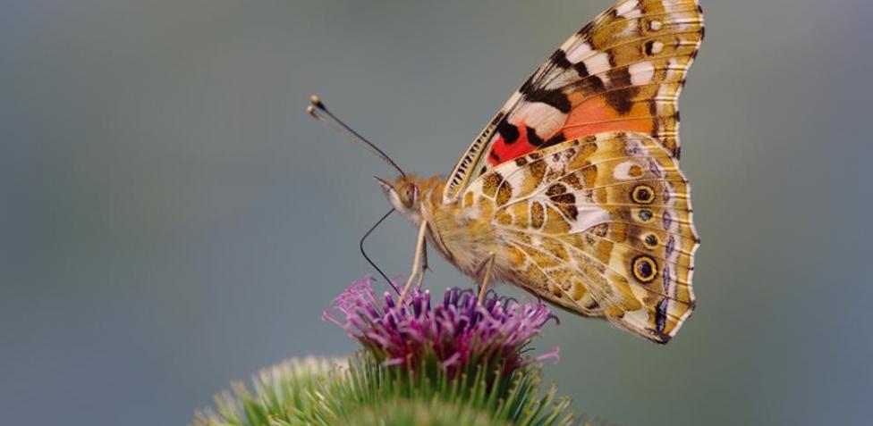 Naturaleza la mariposa que vuela 14000 kilometros 1