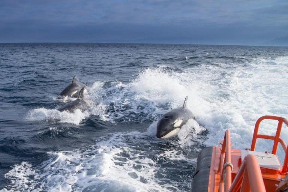 Naturaleza la rebelion de las orcas en gibraltar 1