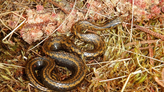 Curiosidades la serpiente bautizada como harrison ford 1