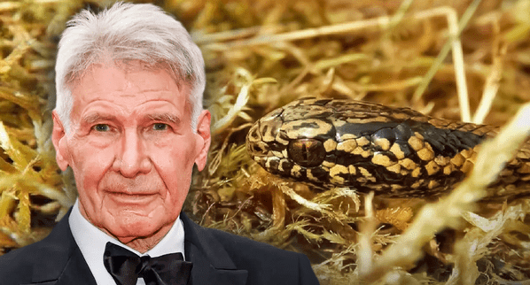 Curiosidades la serpiente bautizada como harrison ford 3