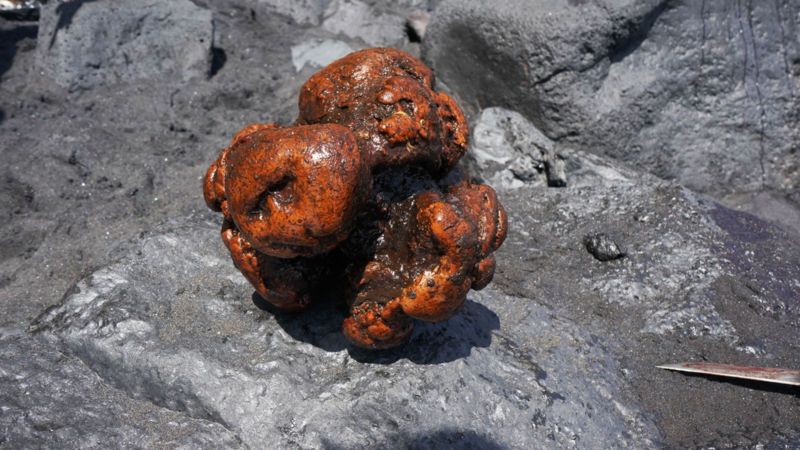 Curiosidades la valiosa piedra dentro de un cachalote 1