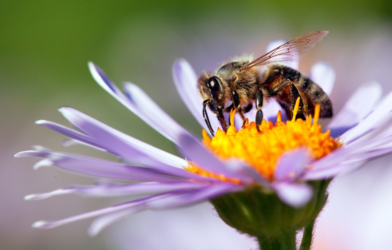 Naturaleza las abejas determinaron el color de las flores 2