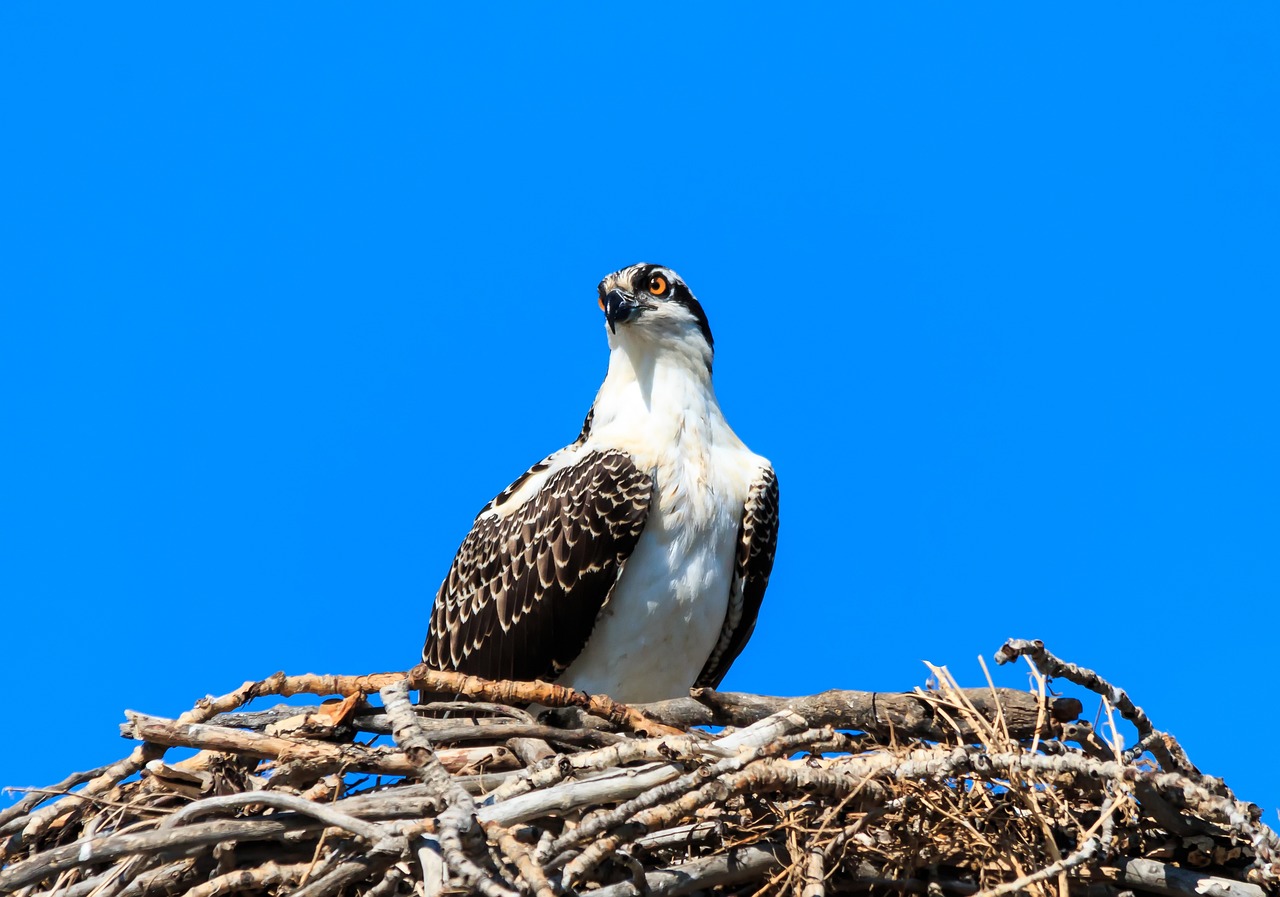 Naturaleza las aguilas pescadoras usan microplasticos para hacer sus nidos 1