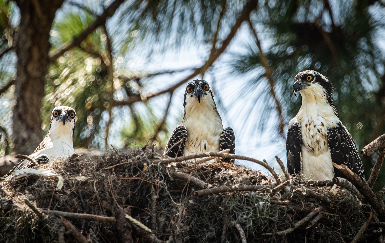 Naturaleza las aguilas pescadoras usan microplasticos para hacer sus nidos 2