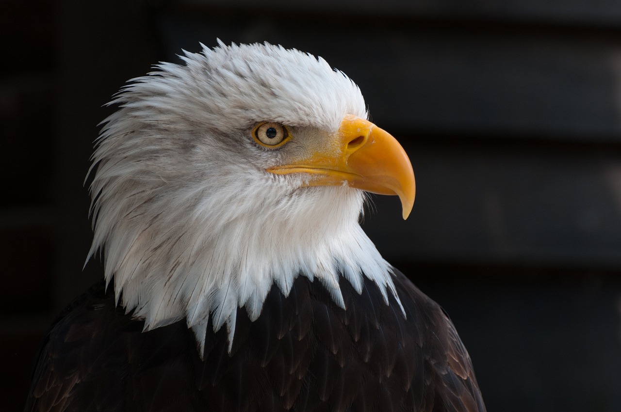 Naturaleza las aguilas y su fortaleza 1