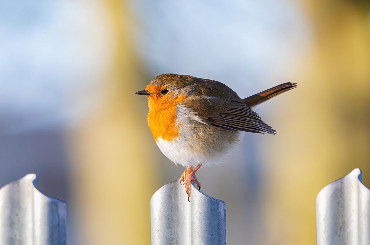 Naturaleza las aves migratorias se estan empequeneciendo 1