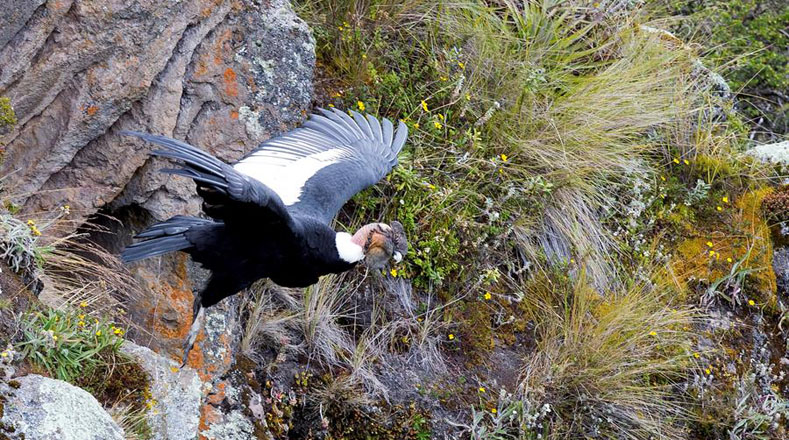 Naturaleza las aves migratorias se estan empequeneciendo 3