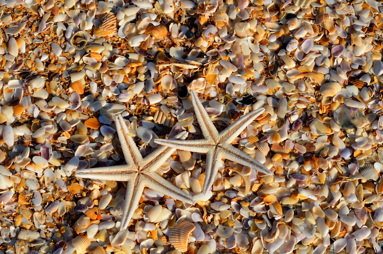 Naturaleza las estrellas de mar son nada mas que una cabeza 2