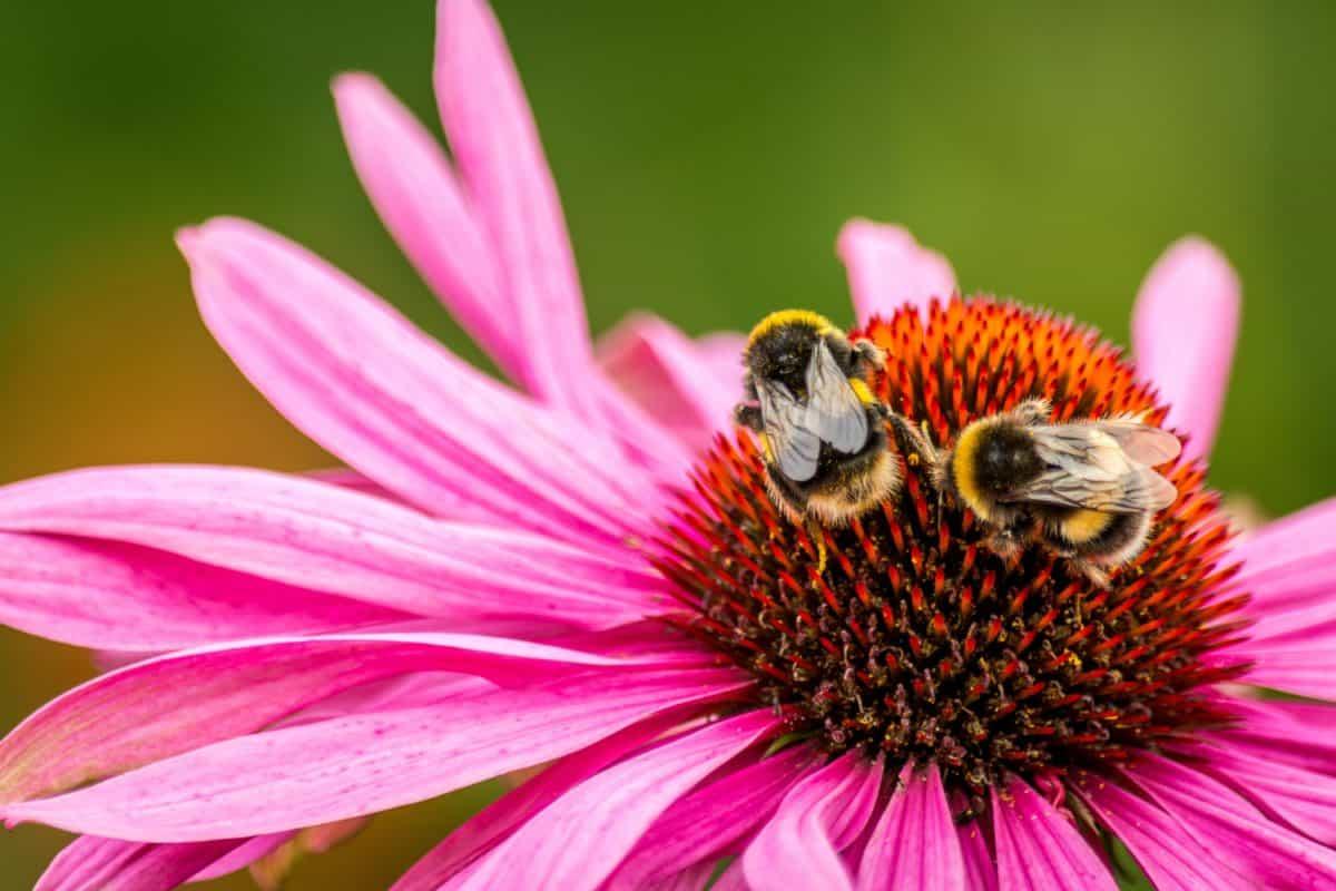 Naturaleza las flores evolucionan para autopolinizarse 1