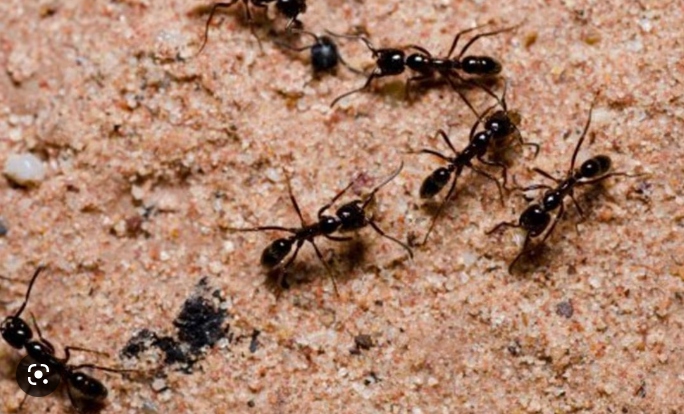 Naturaleza las hormigas que se hacen las muertas 1