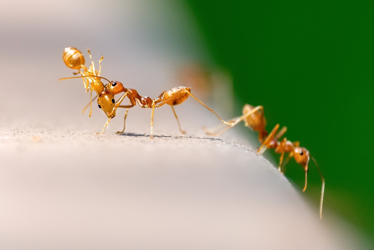 Naturaleza las hormigas suelen actuar como medico y cirujanas 1