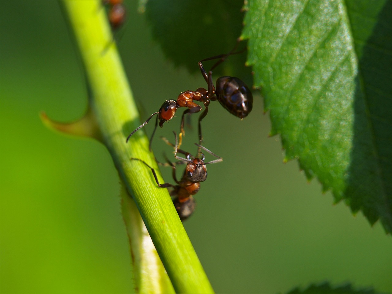 Naturaleza las hormigas suelen actuar como medico y cirujanas 2