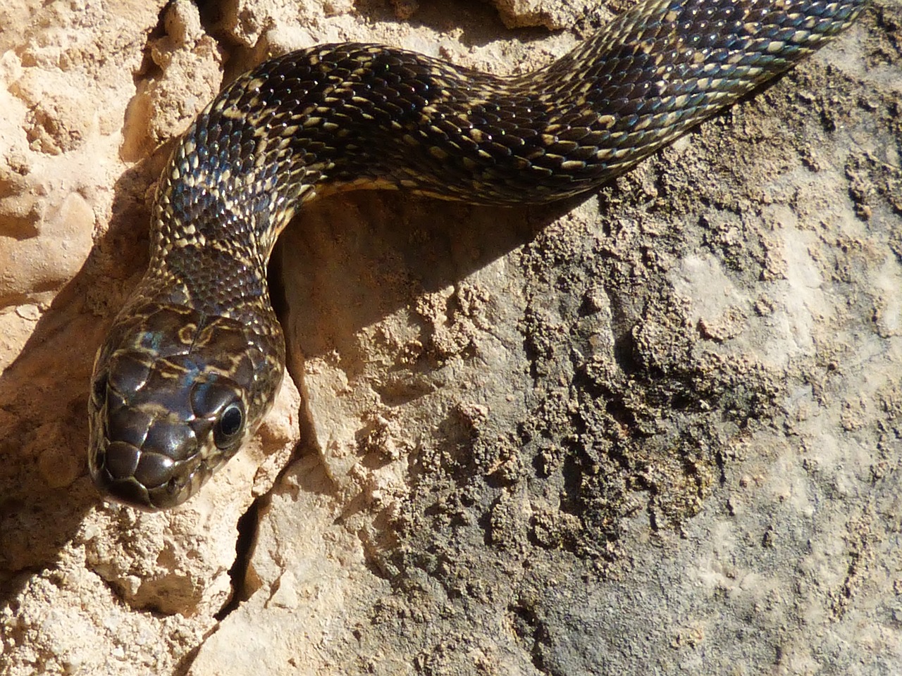 Curiosidades las mordeduras de serpientes aumentan con el calor 1