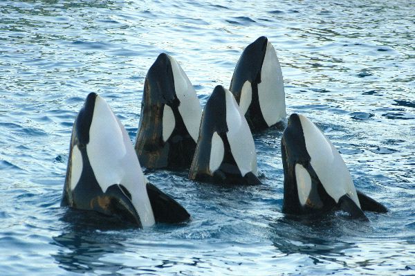 Naturaleza las orcas tienen gran empatia entre ellas 1