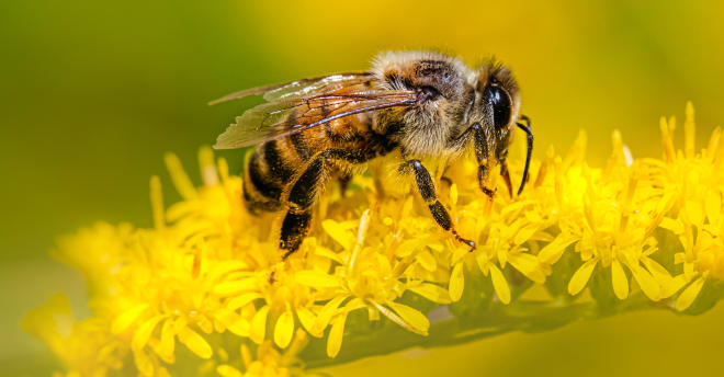 Investigacion las plantas evolucionan gracias a los insectos 1