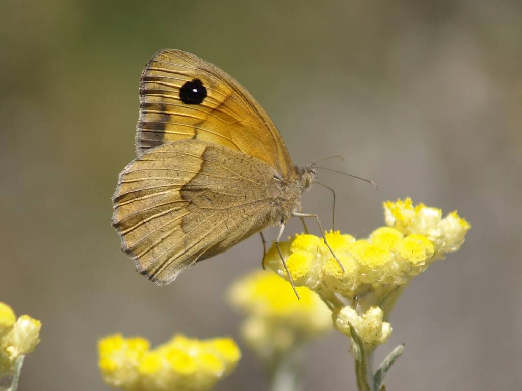 Investigacion las plantas evolucionan gracias a los insectos 3