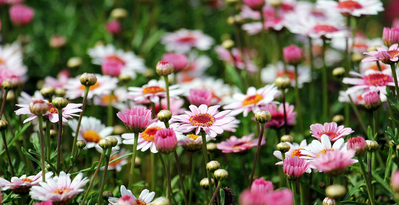 Naturaleza las plantas se pueden comunicar entre si 1