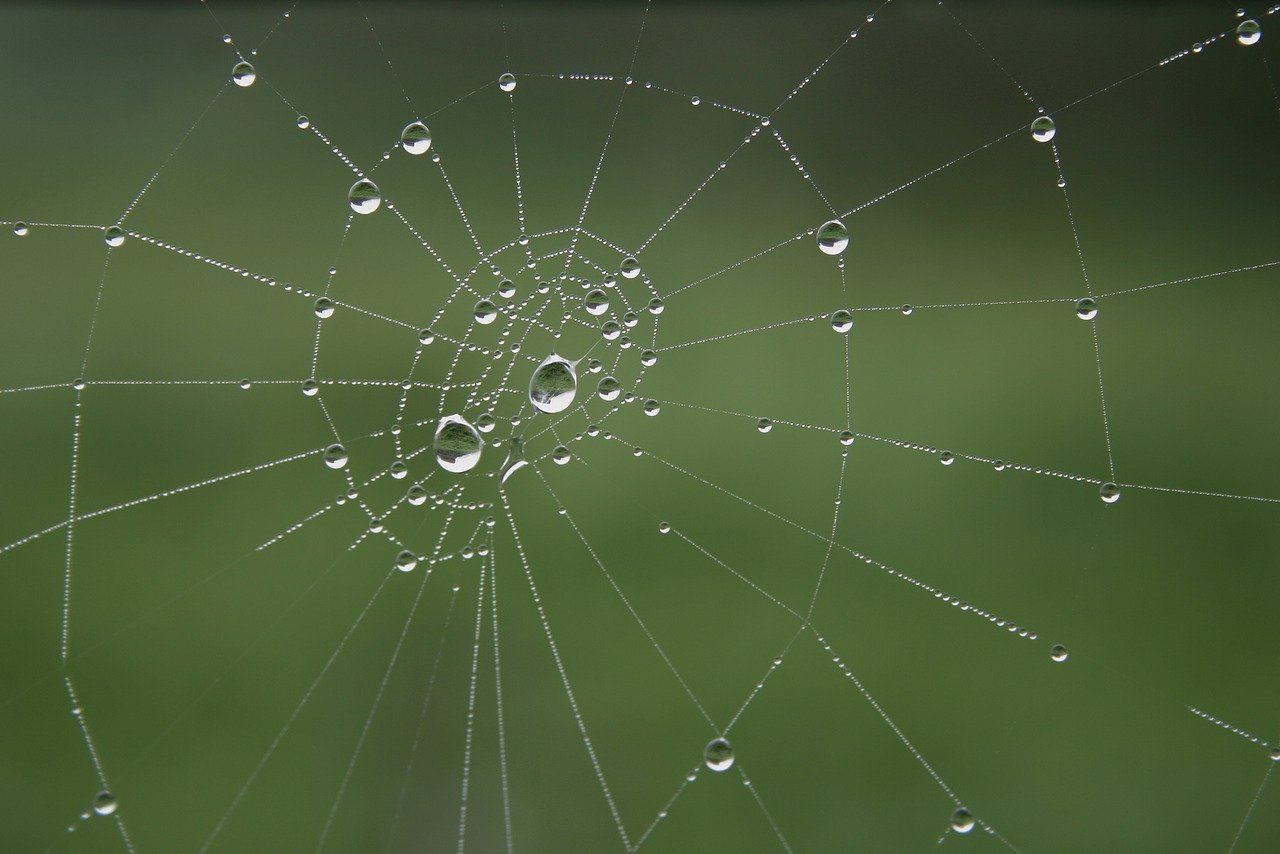 Naturaleza las telaranas son una obra maestra de ingenieria natural 1