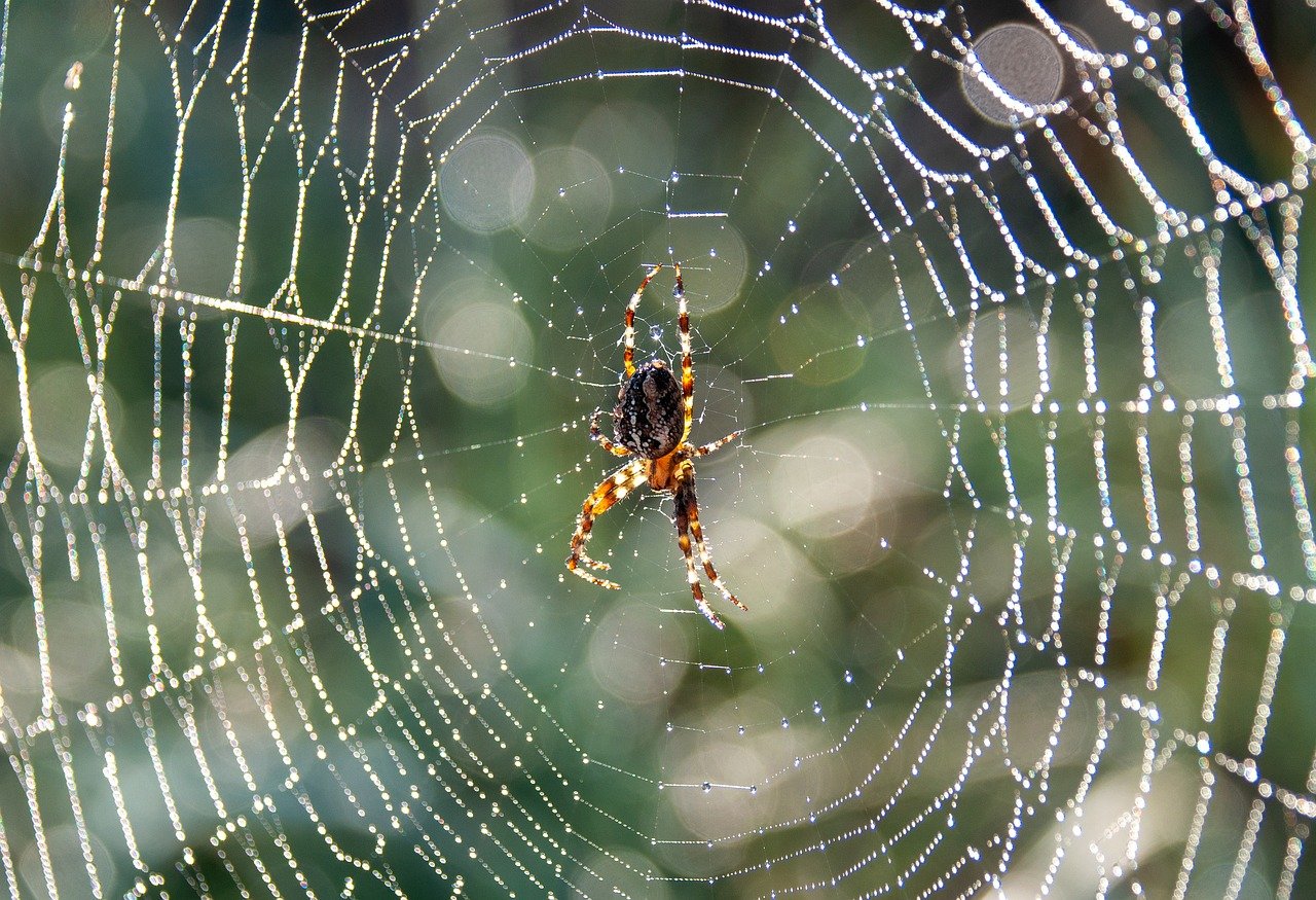 Naturaleza las telaranas son una obra maestra de ingenieria natural 2