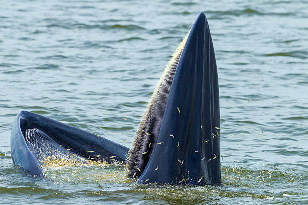 Curiosidades las ventajas del excremento de ballena 1