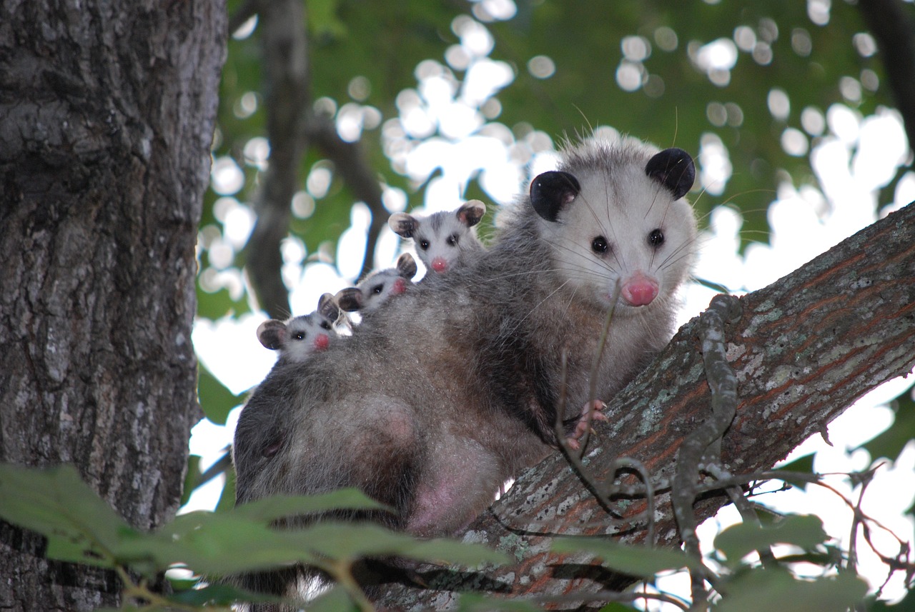 Naturaleza las zarigueyas y sus fascinantes curiosidades 1