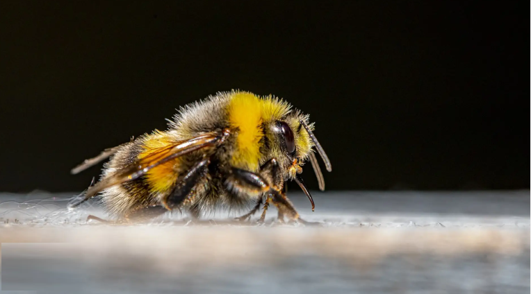 Naturaleza los abejorros pueden aprender socialmente 1