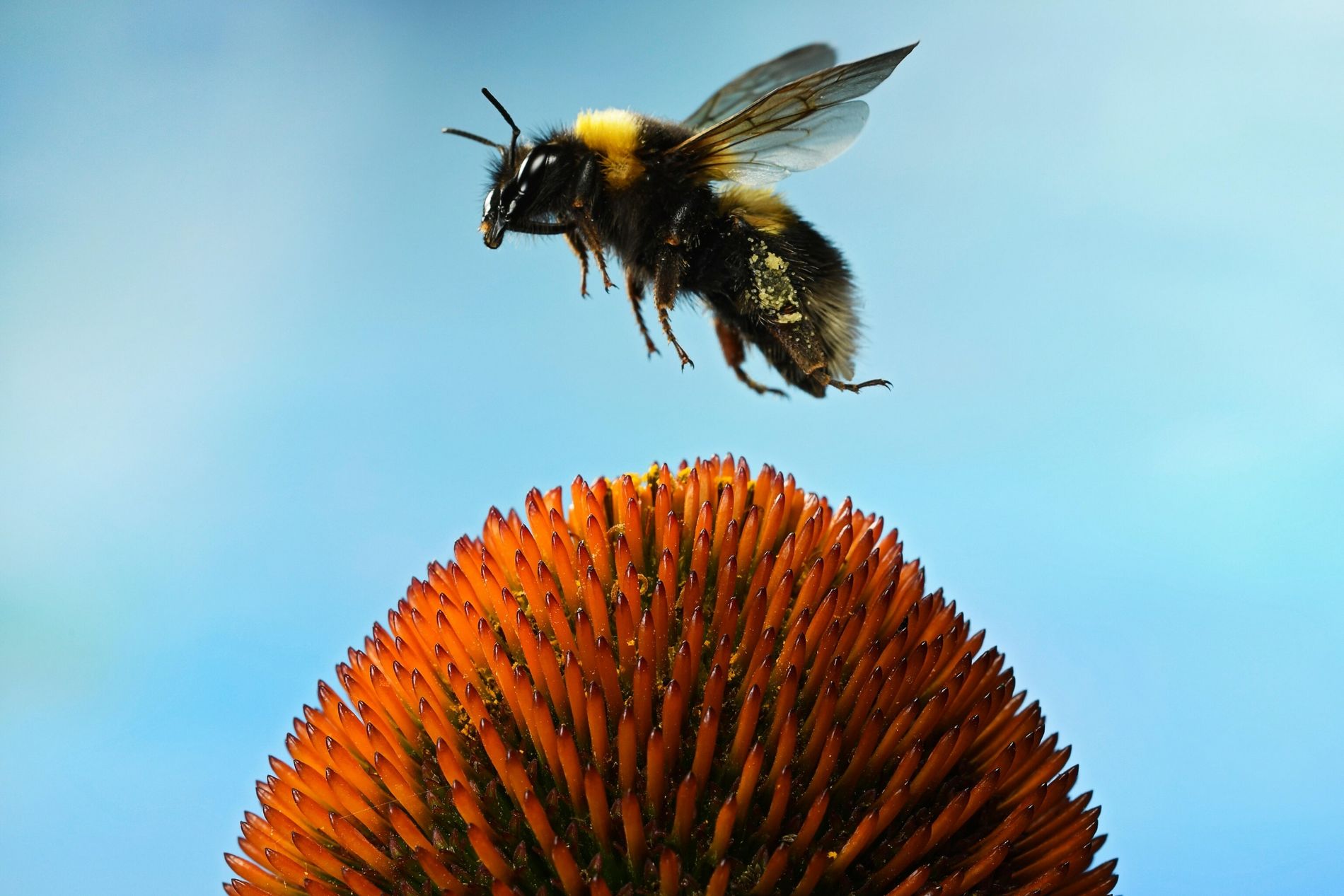 Naturaleza los abejorros pueden aprender socialmente 3