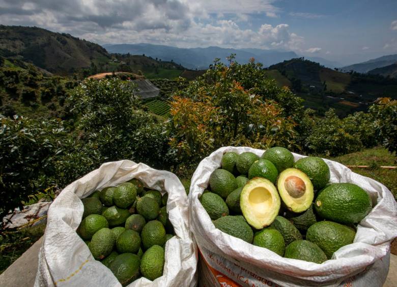 Sociedad los aguacates causan problemas ambientales 3