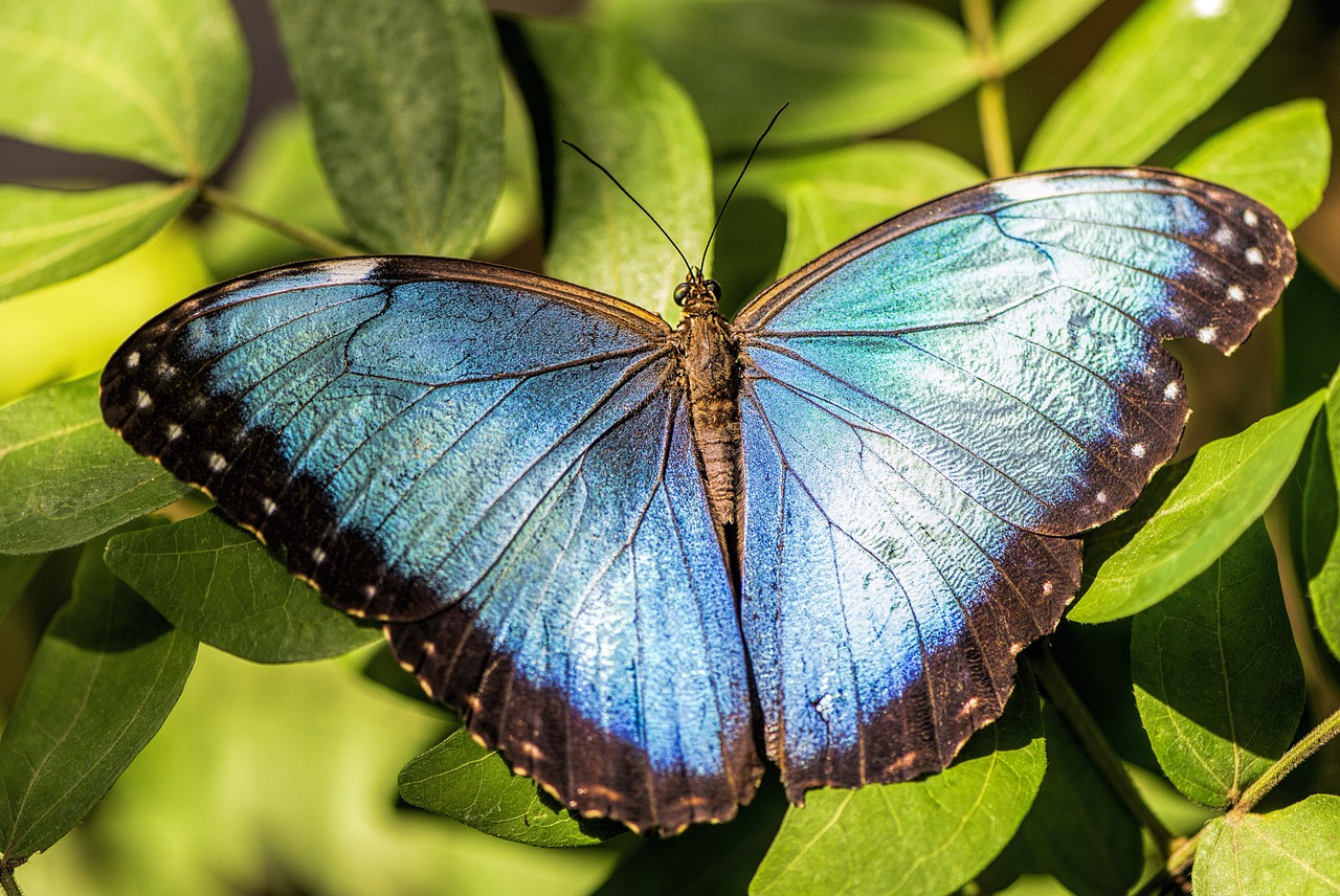 Naturaleza los animales azules escasean en la naturaleza 1