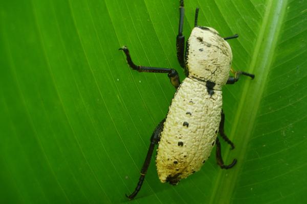 Naturaleza los animales que fingen estar muertos 3