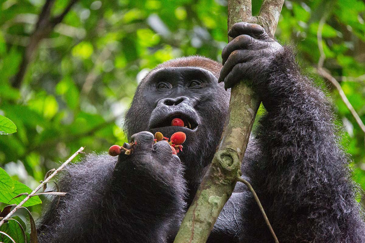 Naturaleza los animales que se curan solos 1