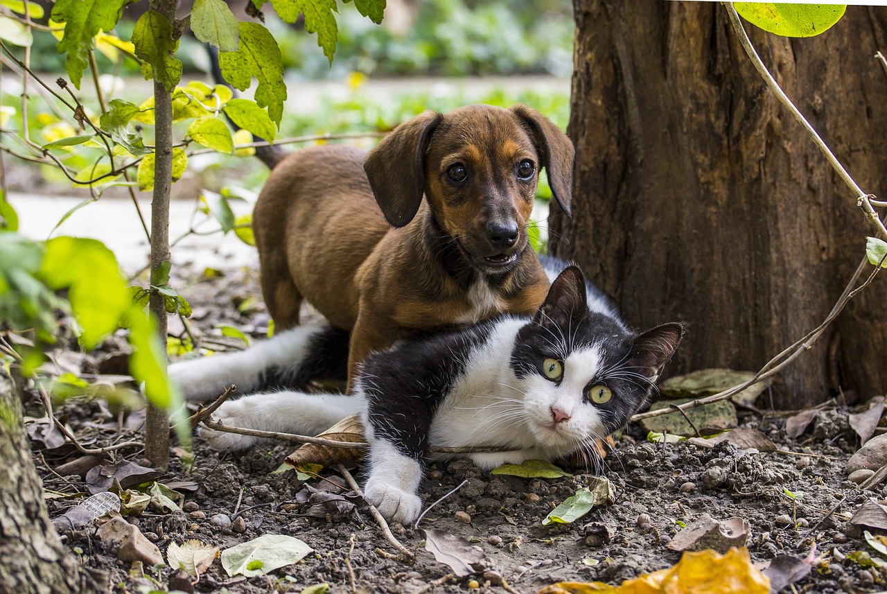 Naturaleza los bigotes de los animales para que sirven 1