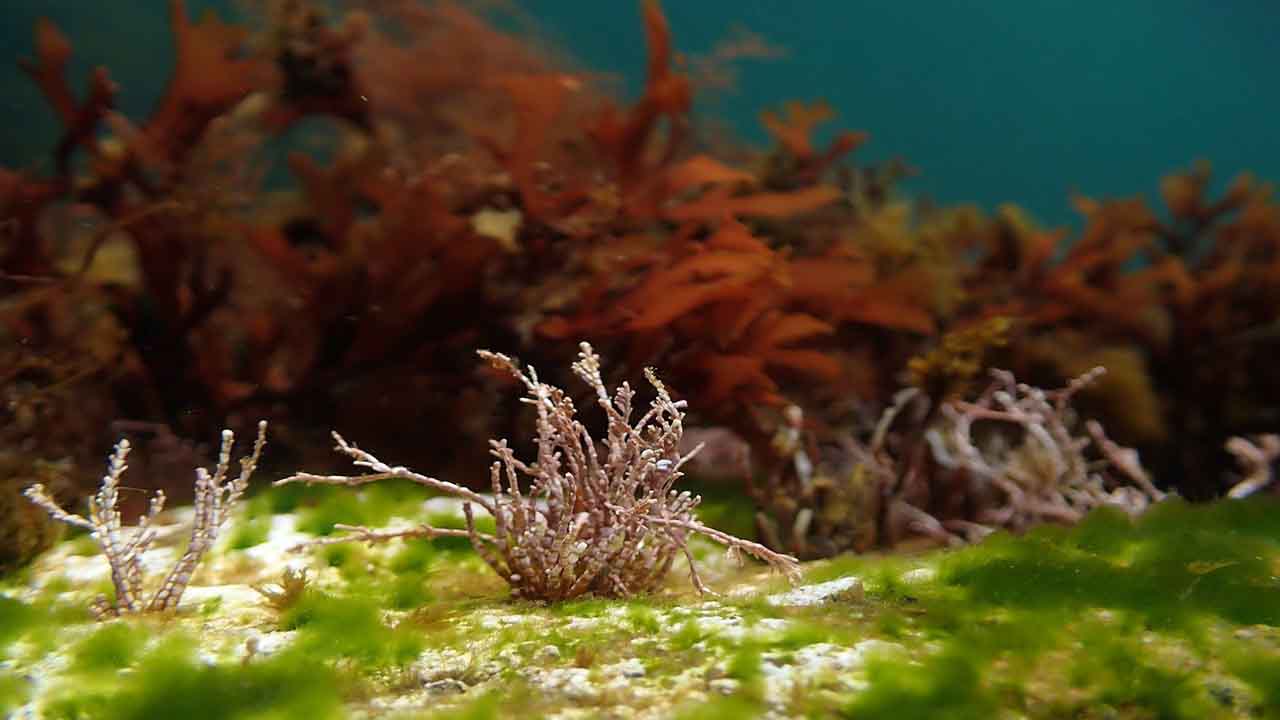 Naturaleza bosques de algas marinas 1