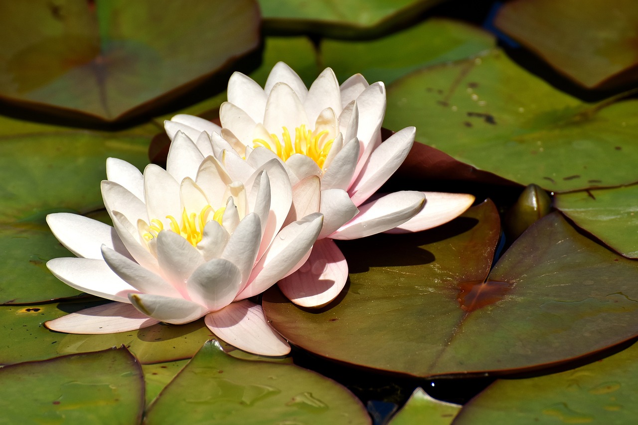 Ciencia los jardines artificiales de los mayas para obtener agua potable 3