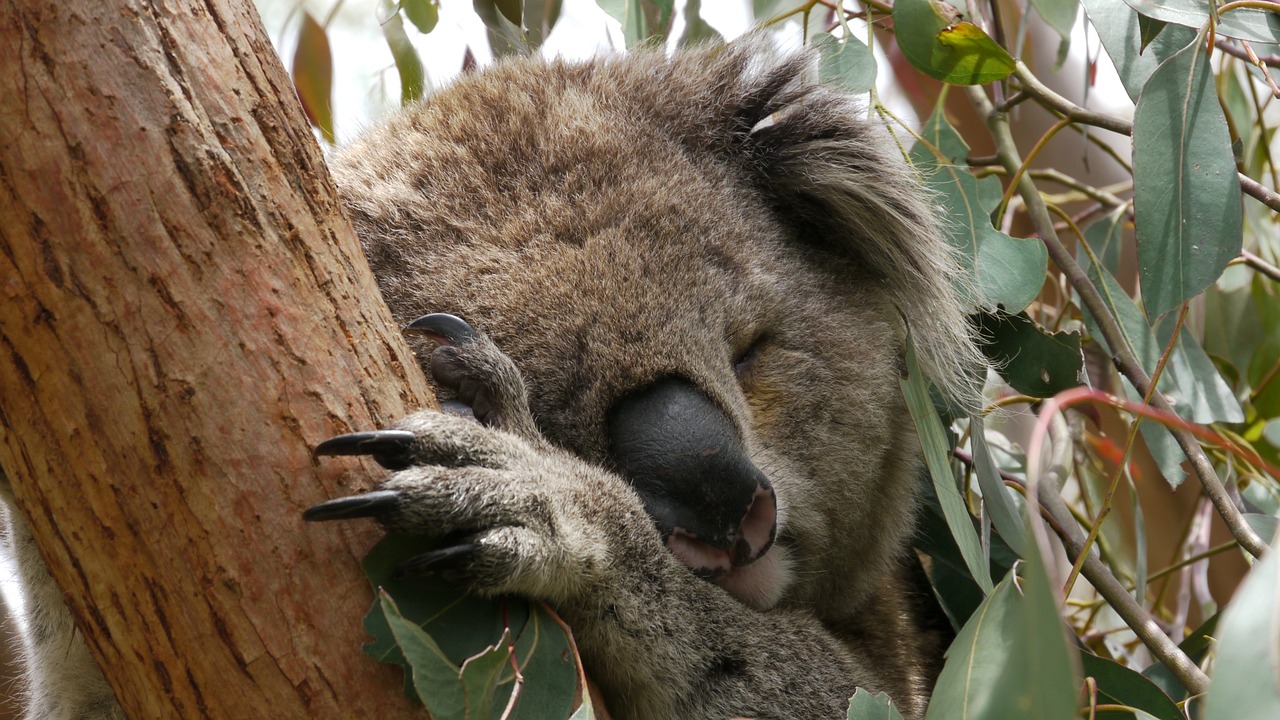 Naturaleza los koalas asombrosas criaturas de australia 1