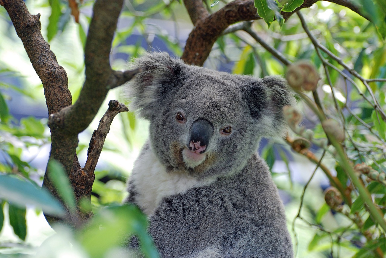 Naturaleza los koalas asombrosas criaturas de australia 2