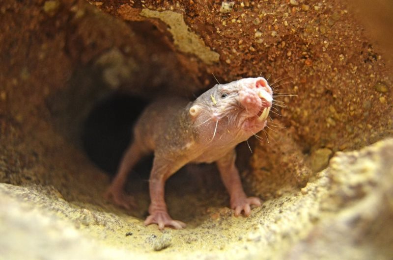 Naturaleza los mamiferos que no envejecen 1