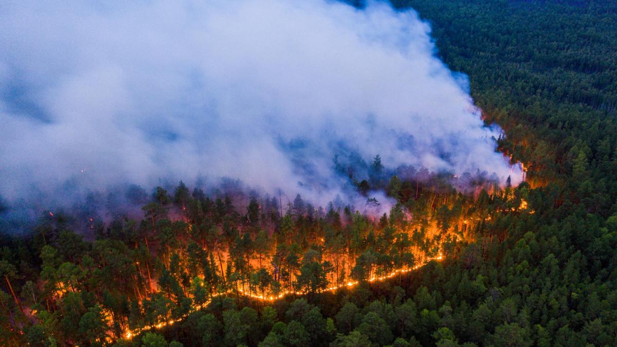 Cultura los misteriosos incendios zombis 1