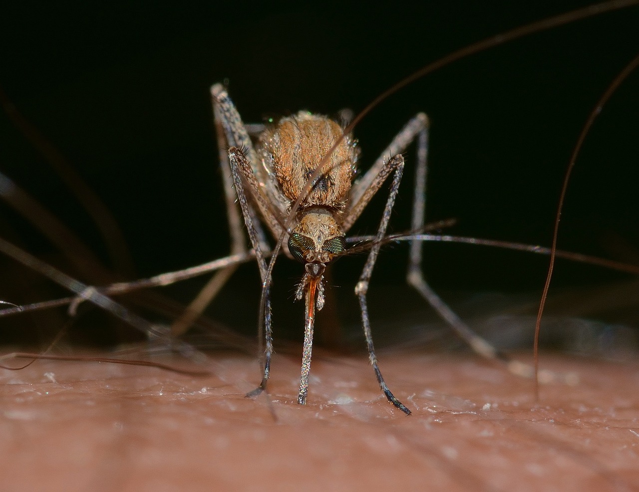 Curiosidades los mosquitos no pican muerden 1